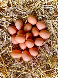 Eier im Strohbett